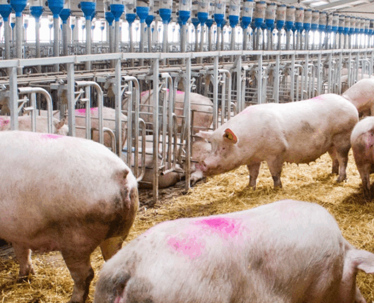 La peste porcina Africana se vuelve una amenaza para México