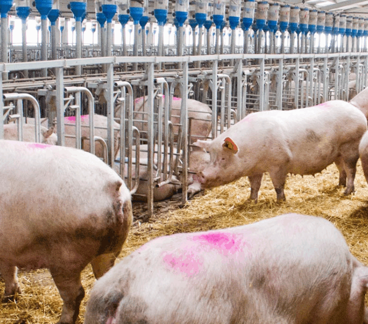 La peste porcina Africana se vuelve una amenaza para México