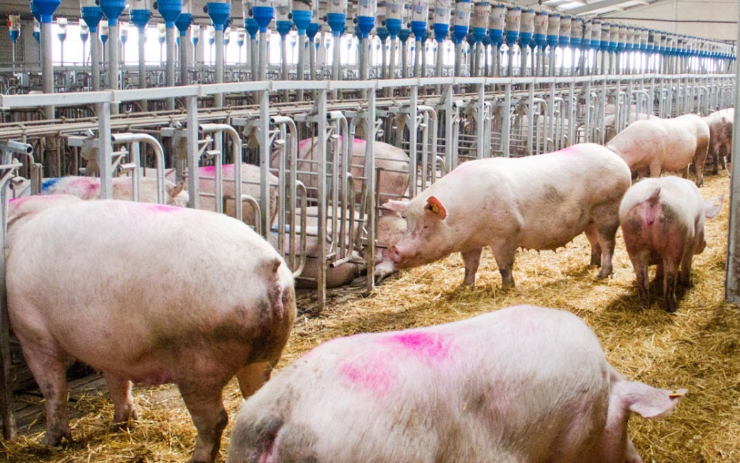 La peste porcina Africana se vuelve una amenaza para México