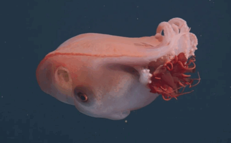 Avistan un raro pulpo el cual solo se ha visto 4 veces en unos 40 años