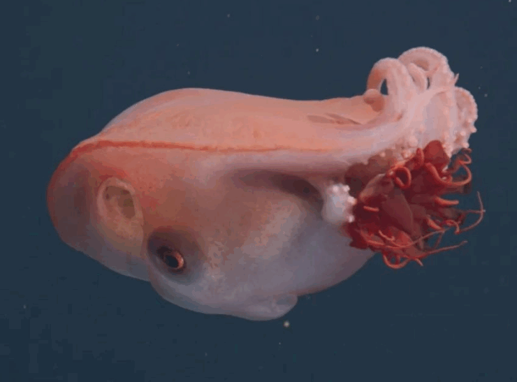 Avistan un raro pulpo el cual solo se ha visto 4 veces en unos 40 años