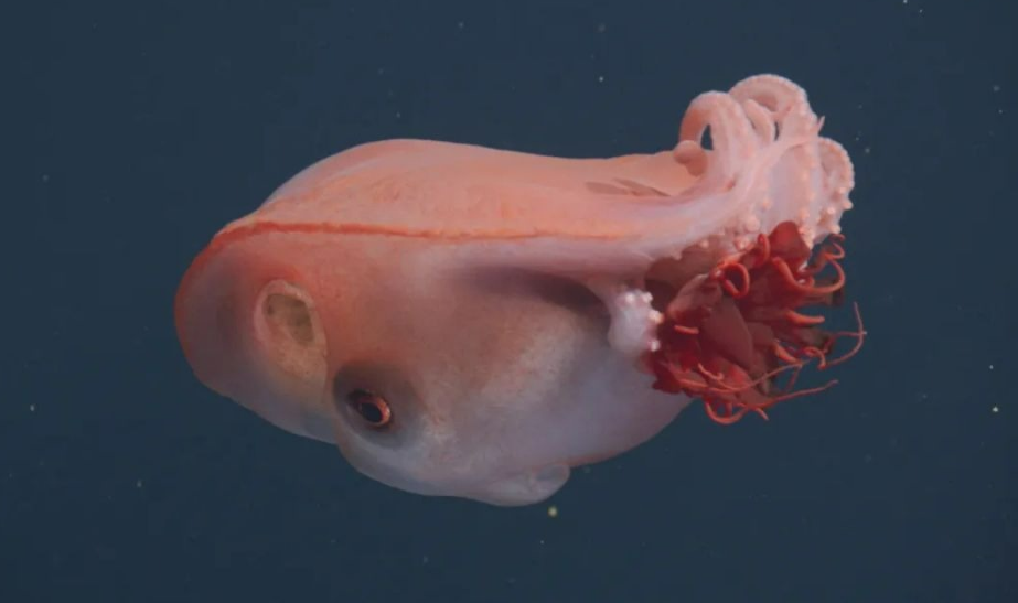 Avistan un raro pulpo el cual solo se ha visto 4 veces en unos 40 años