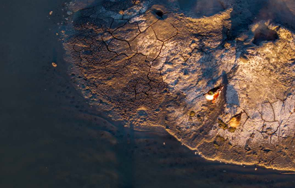 Un hallazgo sin precedentes en el lago Salton