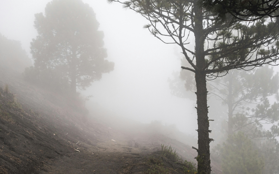 Beneficios agrícolas de la tule fog