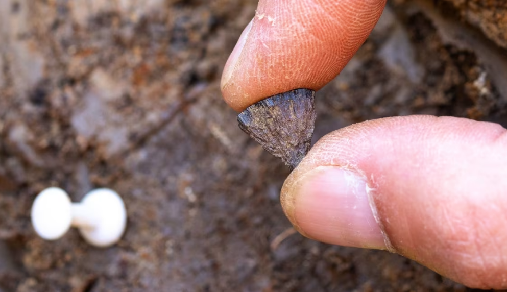 Un hallazgo que reescribe la evolución humana: Arqueólogos encuentran pruebas del fuego más antiguo