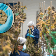 Raros compuestos medicinales en el cannabis, un peculiar avance médico