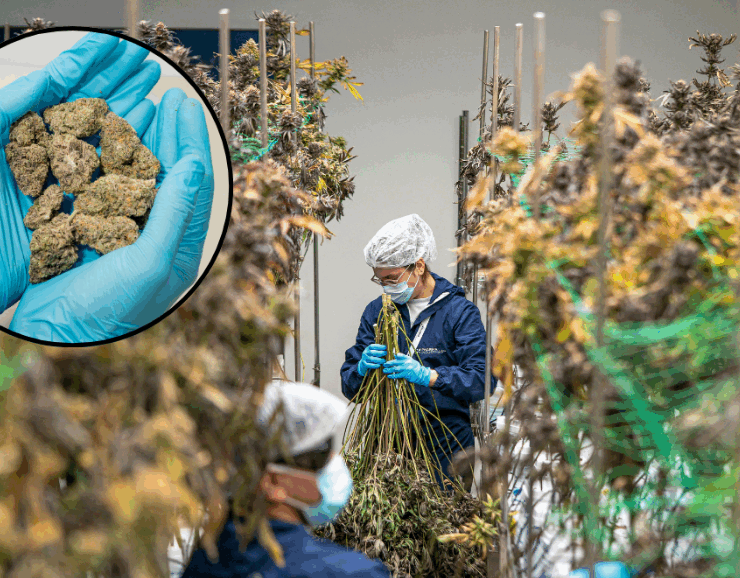 Raros compuestos medicinales en el cannabis, un peculiar avance médico