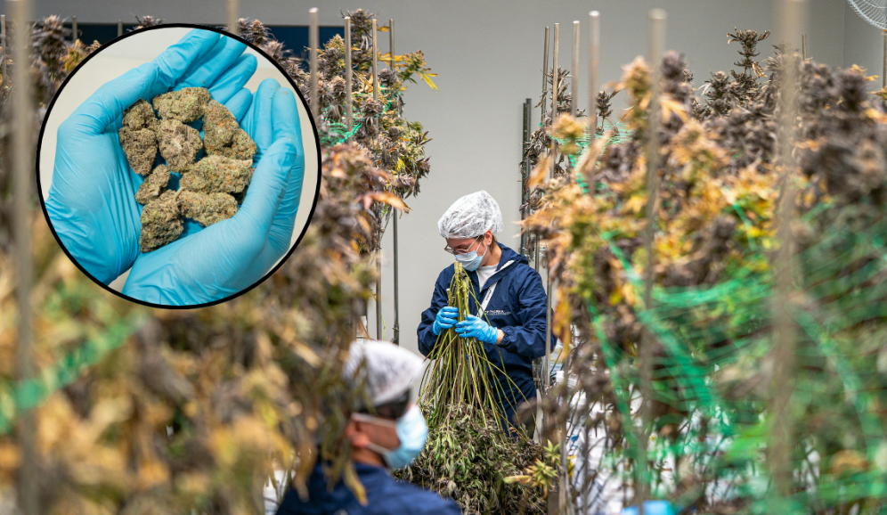 Raros compuestos medicinales en el cannabis, un peculiar avance médico