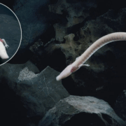 Extrañas salamandras que parecen "dragones" en miniatura sorprenden a la comunidad