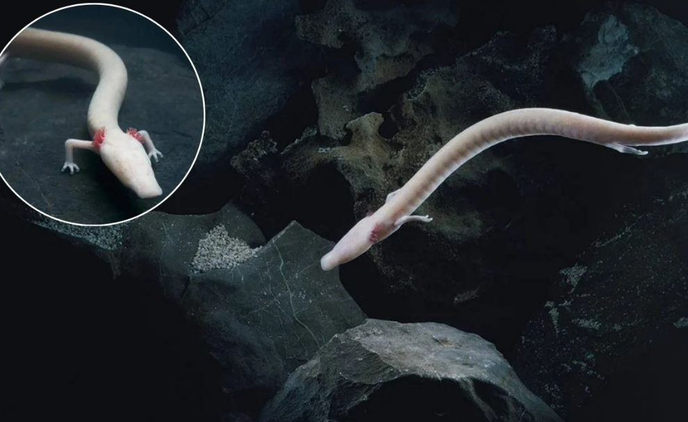 Extrañas salamandras que parecen "dragones" en miniatura sorprenden a la comunidad