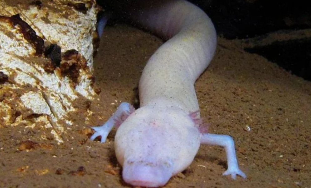 Historias y leyendas detrás de las salamandras