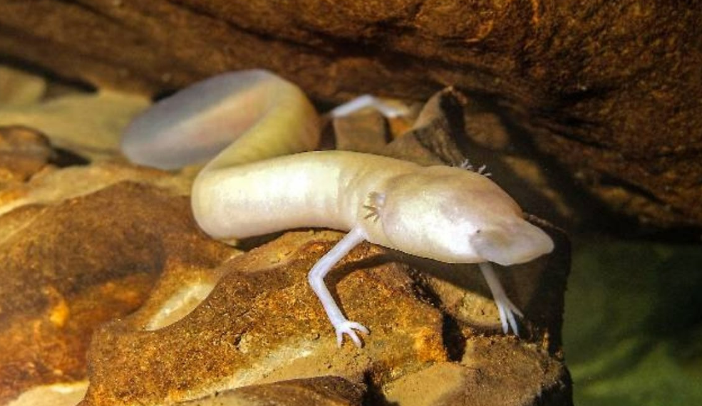 Implicaciones para la investigación futura