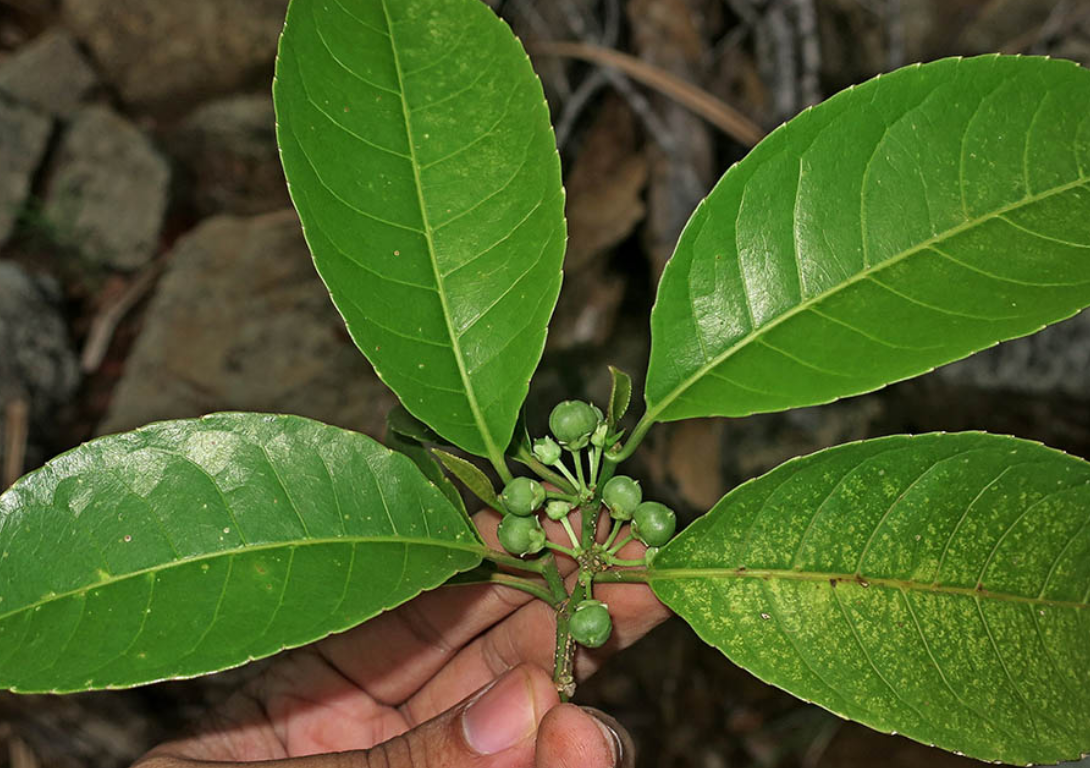 Potencial tecnológico y científico