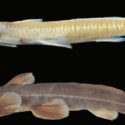 Hallan un nuevo pez... ¿En el Himalaya? Sorprendente descubrimiento científico