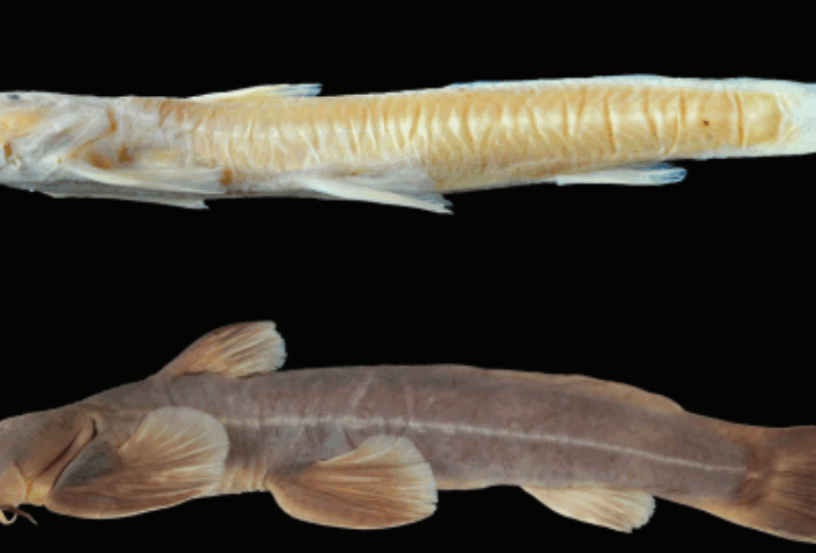 Hallan un nuevo pez... ¿En el Himalaya? Sorprendente descubrimiento científico