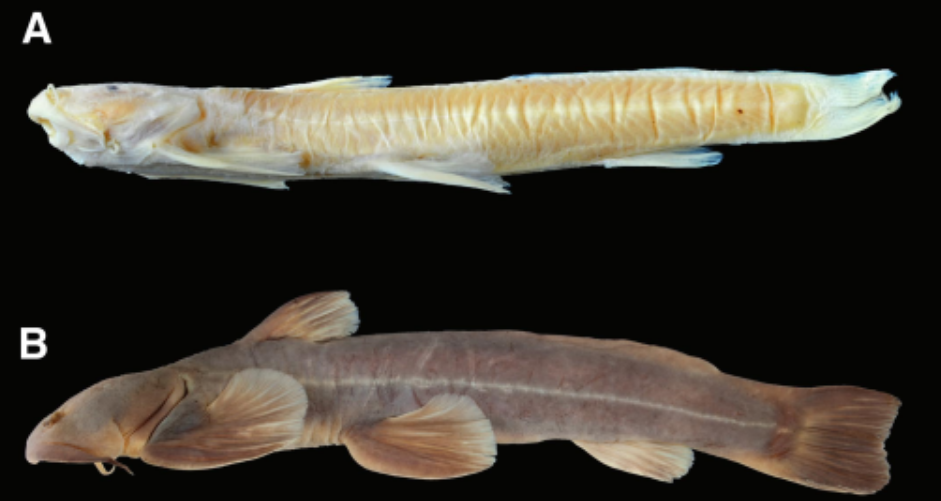 Hallan un nuevo pez... ¿En el Himalaya? Sorprendente descubrimiento científico