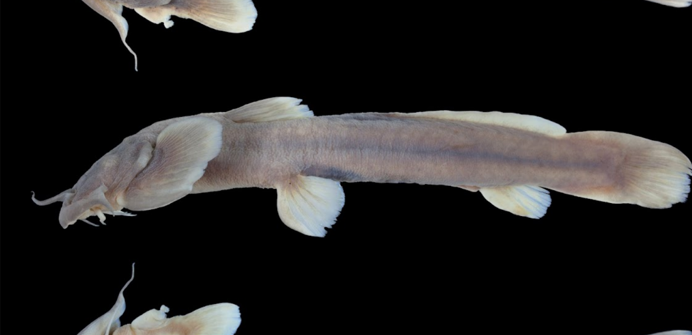 Investigación científica en el río Zayul