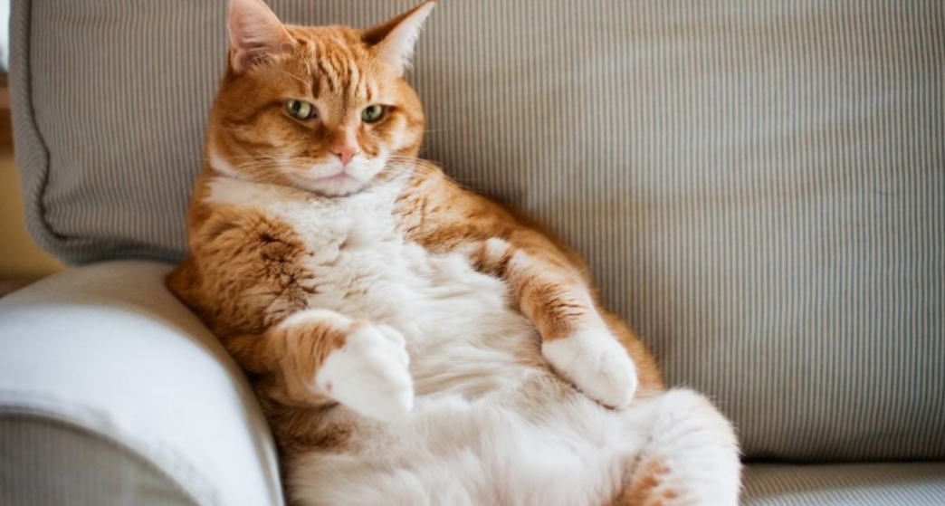 Expresiones faciales y la inteligencia artificial