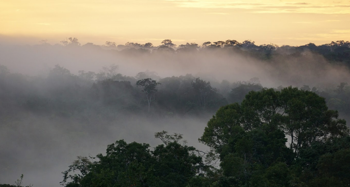 Clima hipertropical: un punto de inflexión para la selva amazónica