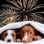 Esto es lo que la pirotecnia provoca en los animales y casi nadie ve