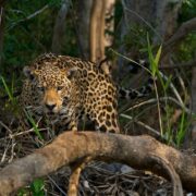 Protegen al Jaguar de la Cacería en Yucatán… ¡Alerta Máxima!