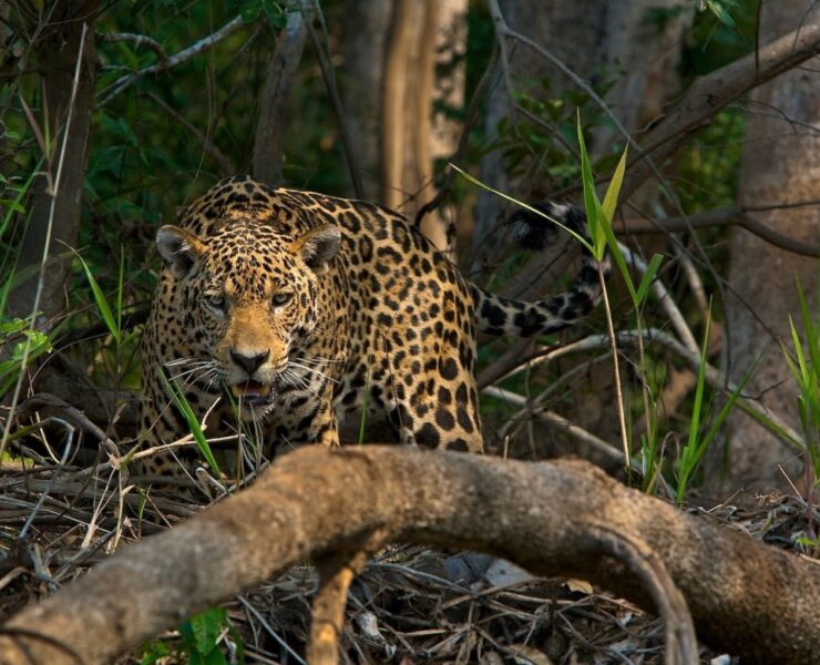 Protegen al Jaguar de la Cacería en Yucatán… ¡Alerta Máxima!