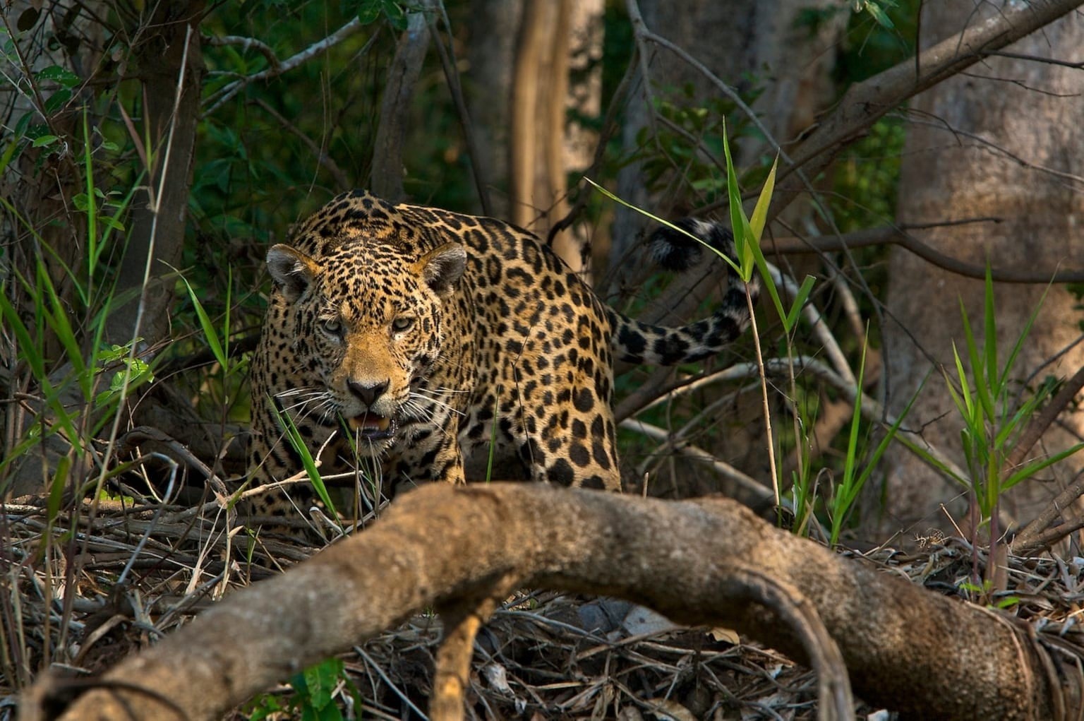 Protegen al Jaguar de la Cacería en Yucatán… ¡Alerta Máxima!