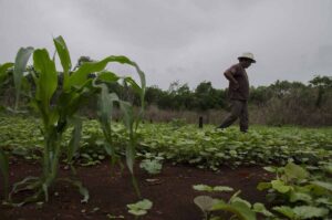 Productoras y productores yucatecos participarán en el Renacer del Campo Yucateco, llevando alimentos frescos y de calidad directamente del campo a la ciudad en el Gran Parque de La Plancha.