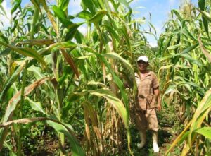 El Renacer del Campo Yucateco impulsa la venta directa y los precios justos, fortaleciendo la economía de las familias productoras en un encuentro que une al campo con la ciudad.