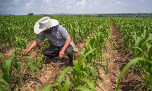 Productos orgánicos y locales forman parte del Renacer del Campo Yucateco, una iniciativa que promueve el consumo responsable y el apoyo directo a quienes trabajan la tierra.