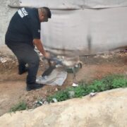 Perros y gatitos mueren en terrible env3nenamiento en Ticul