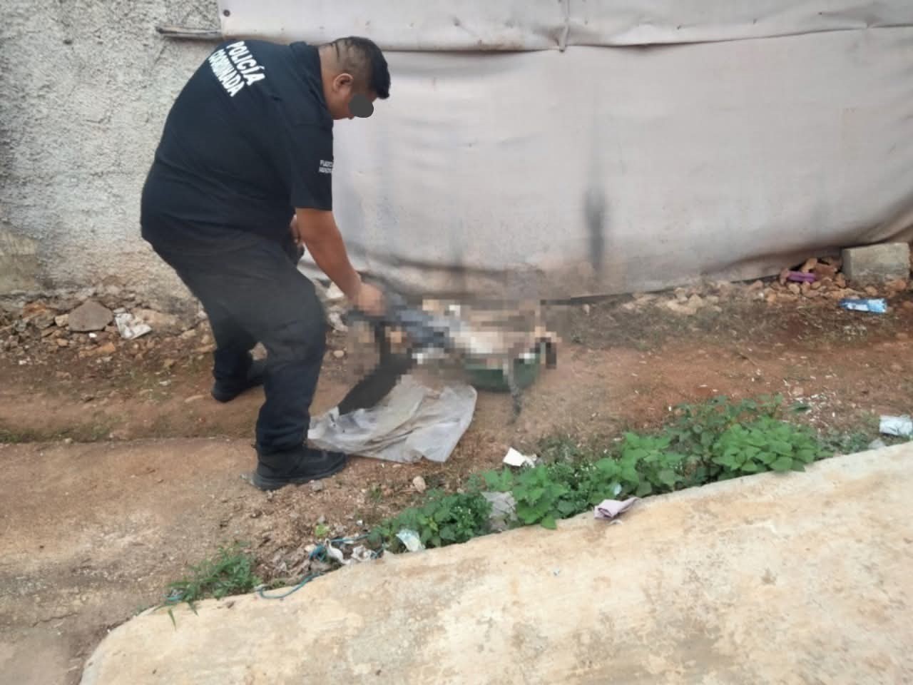 Perros y gatitos mueren en terrible env3nenamiento en Ticul