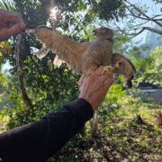 Rescatan un aguililla le cortaron las plumas "como si fuera un ave de corral"