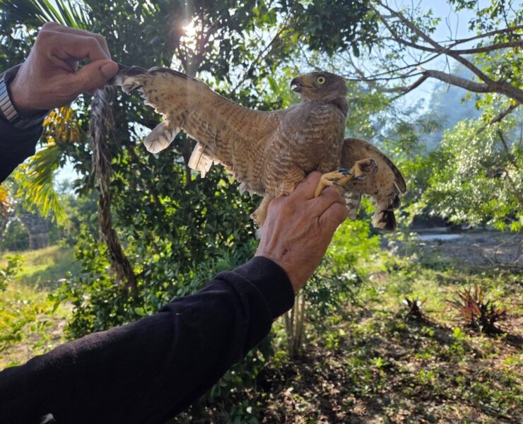 Rescatan un aguililla le cortaron las plumas "como si fuera un ave de corral"