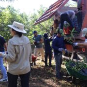 SDS recibe 50 mil plantas nativas para reforzar reforestación en Yucatán