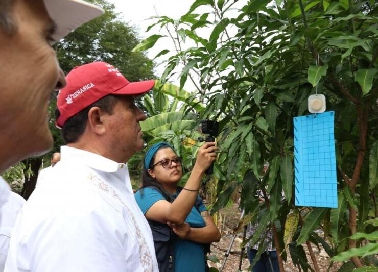 ¡Protegen al ganado! Trampas que frenan al gusano barrenador
