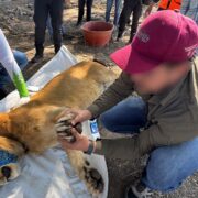 Un león abandonado en un campo de agave conmociona a Nayarit