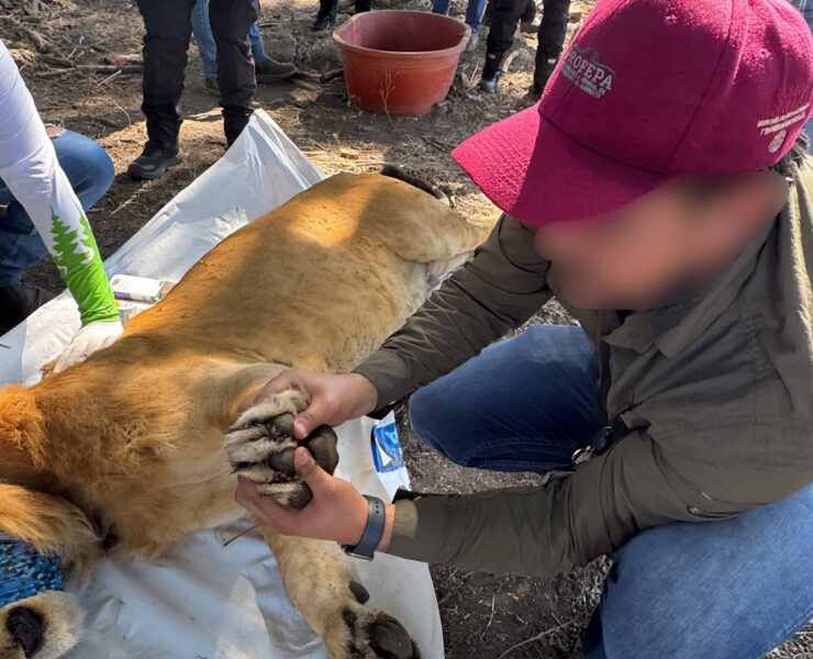 Un león abandonado en un campo de agave conmociona a Nayarit