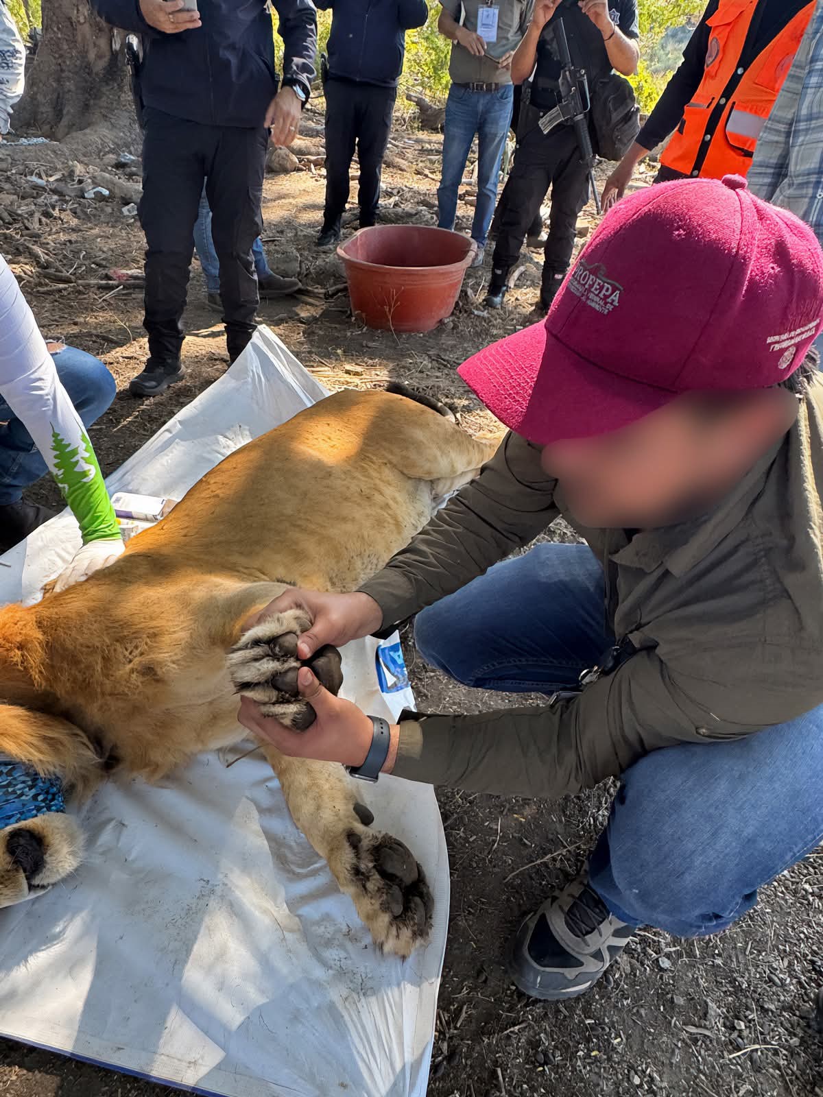 Un león abandonado en un campo de agave conmociona a Nayarit