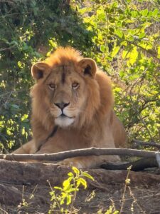 Un león animal fue localizado amarrado a un árbol