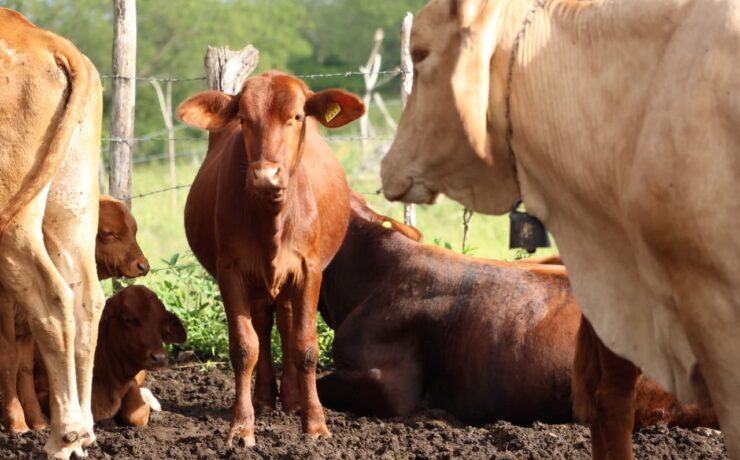¡Atención inmediata! Tratamientos gratuitos y acción rápida contra el gusano barrenador