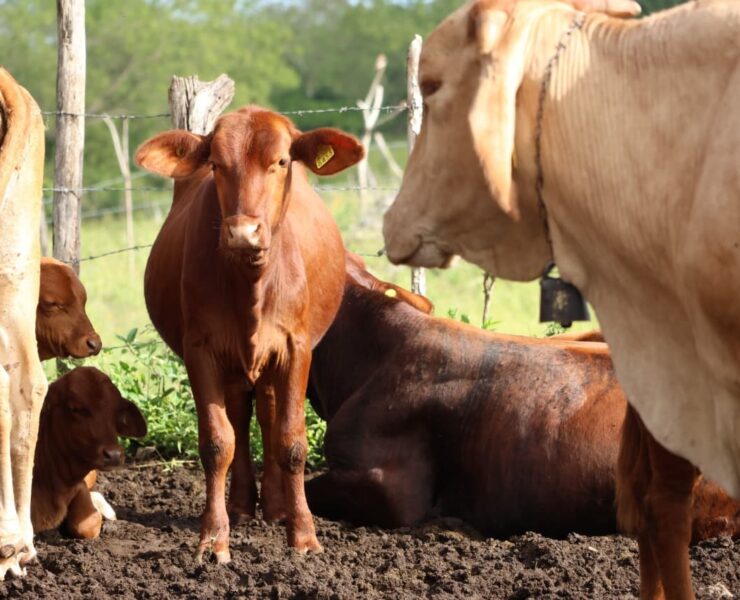 ¡Atención inmediata! Tratamientos gratuitos y acción rápida contra el gusano barrenador