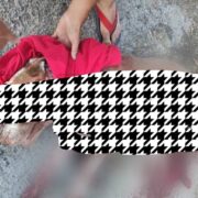 Indignación total: hieren brutalmente a perrito en la Castilla Cámara