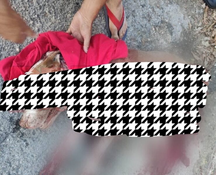 Indignación total: hieren brutalmente a perrito en la Castilla Cámara