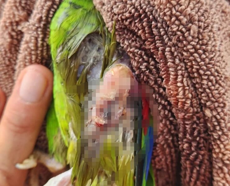 Dos loros llegan con graves lesiones al Refugio Santa María: los tenían como mascotas