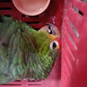 El lorito frente blanca fue llevado al refugio con una fractura de varios días 