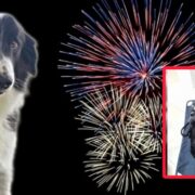 El estruendo fue letal: perrito muere por pirotecnia y estrés extremo