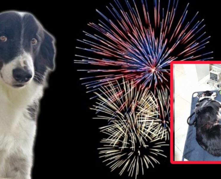 El estruendo fue letal: perrito muere por pirotecnia y estrés extremo