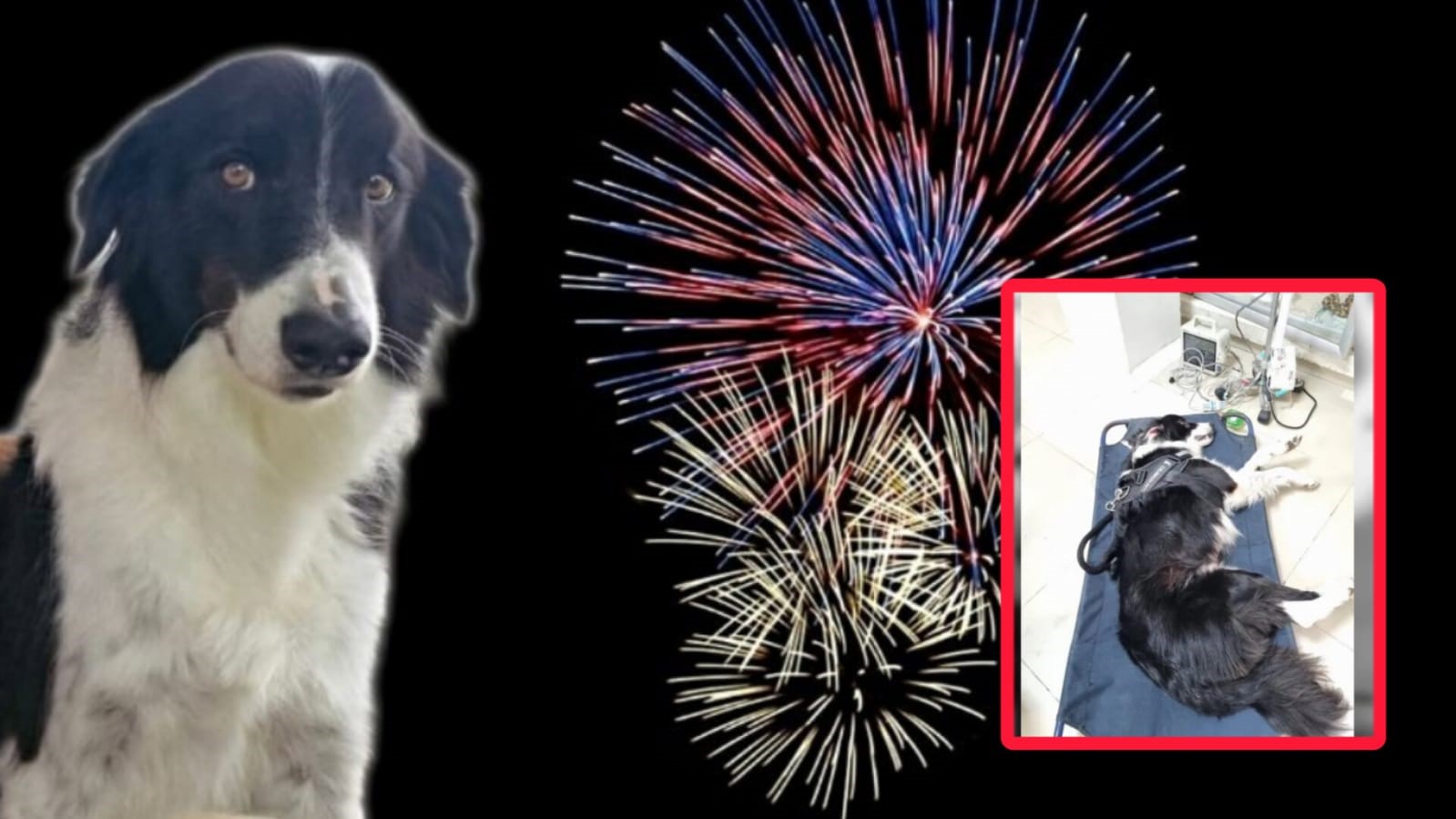 El estruendo fue letal: perrito muere por pirotecnia y estrés extremo