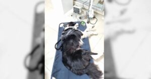 Víctima del ruido: perrito fallece tras ataque de estrés por pirotecnia